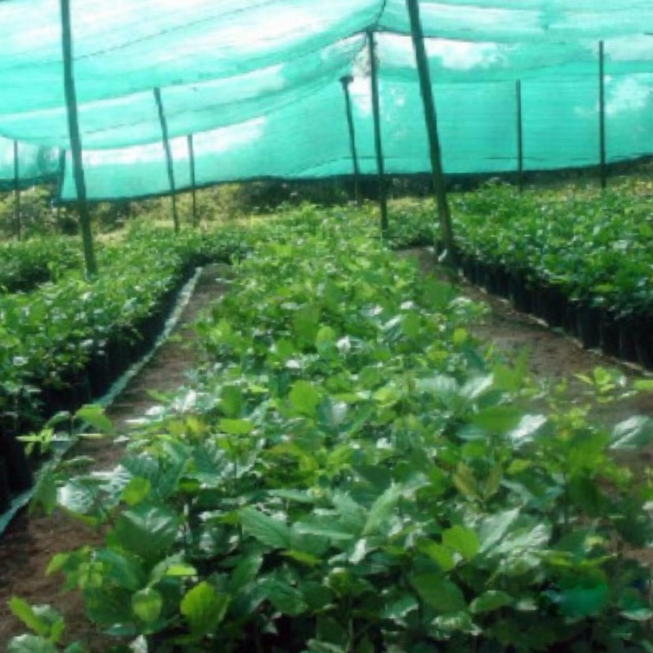 90% GREEN 1.83 x 30m Instahut Shade Shadecloth Scaffold Fencing Mesh 200 Outdoor